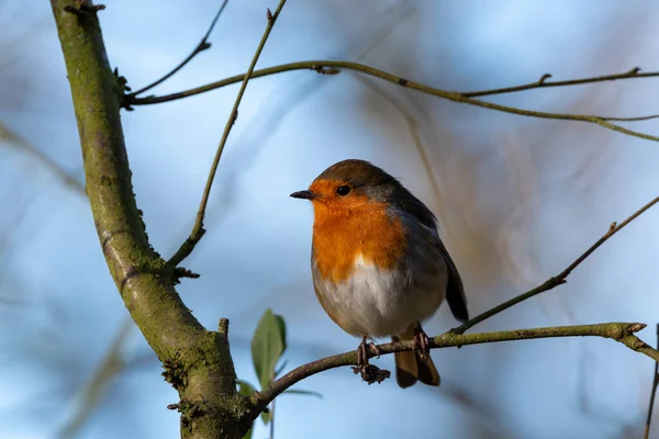 European Robin Redbreast Erithacus Rubecula Natural Woodland Habitat — Foto de Stock