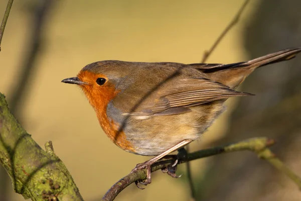 Europese Roodborst Erithacus Rubecula Een Natuurlijk Bosgebied Het Verenigd Koninkrijk — Stockfoto