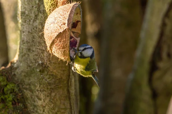 Eurasian Blue Tit Cyanistes Caeruleus Natural Woodland Background Winter — Stockfoto