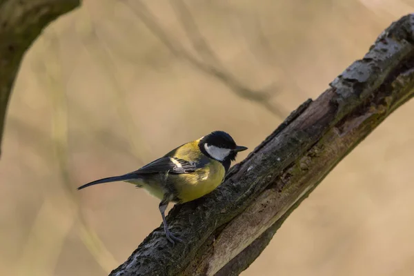 Great Tit Parus Major Natural Woodland Setting Winter — Stockfoto