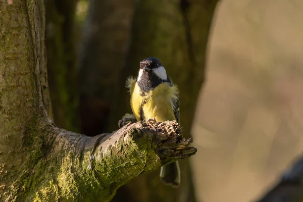 Great Tit Parus Major Natural Woodland Setting Winter — Photo