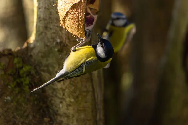 Great Tit Parus Major Natural Woodland Setting Winter — 图库照片