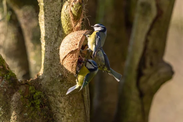 Eurasian Blue Tit Cyanistes Caeruleus Natural Woodland Background Winter — Stockfoto