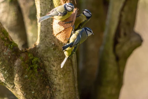 Eurasian Blue Tit Cyanistes Caeruleus Natural Woodland Background Winter — Stockfoto