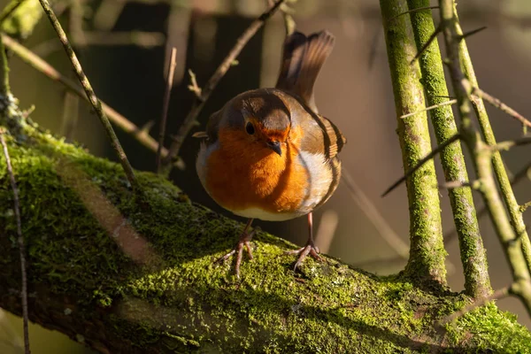 Europese Roodborst Erithacus Rubecula Een Natuurlijk Bosgebied Het Verenigd Koninkrijk — Stockfoto