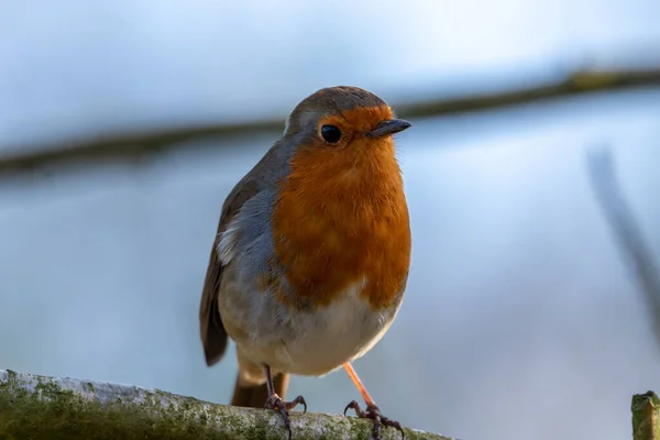 Европейский Робин Красногрудый Erithacus Rubecula Естественной Среде Обитания Британских Лесах — стоковое фото