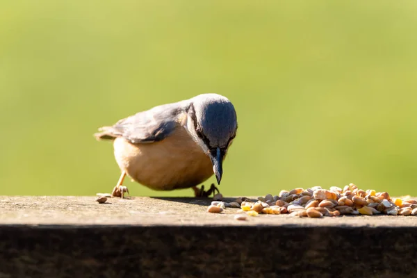 Eurasian Nuthatch Comer Nozes Contra Fundo Verde Claro Durante Inverno — Fotografia de Stock