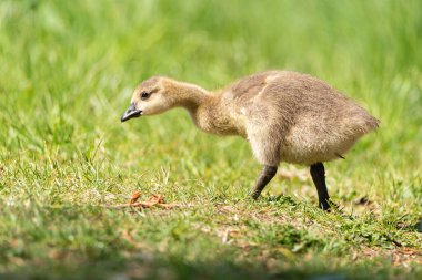 Yeni doğan bebek Canada Goose Gosling, Branta kanadensis İngiltere 'deki nehir kıyısından besleniyor.
