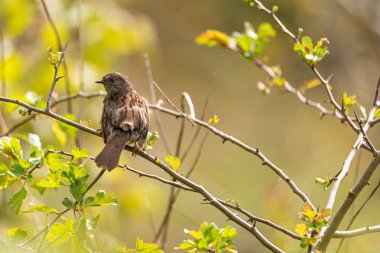 Tek bir Dunnock, Prunella modularis, ya da çit aksanı, çit serçesi, ya da İngiltere 'de bir ağaçtaki çalı bülbülü.