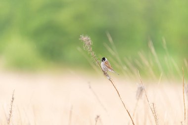 Geçen bir ortak Reed Bunting, Emberiza schoeniclus İngiltere 'de bir doğa rezervinde bir sazlığa tünemiş.