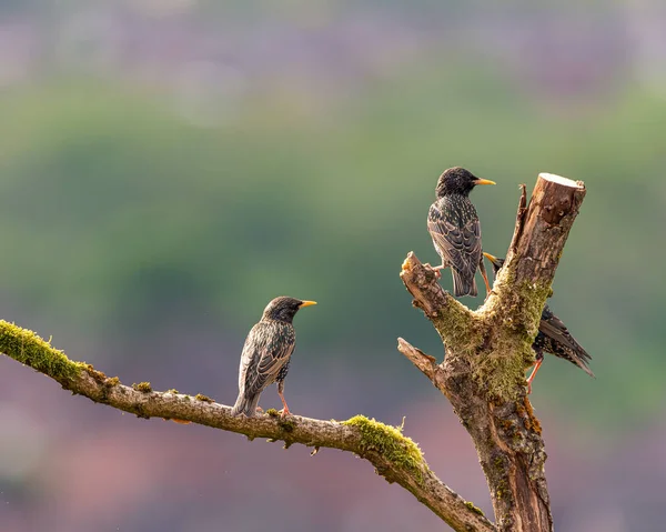 Yoldan geçen halk, ya da Avrupa sığırcığı, Sturnus vulgaris İngiltere 'de bir tünekte.