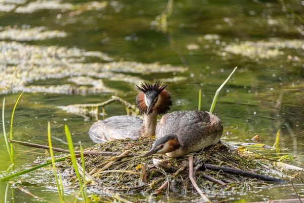 Great Crested Grebe Podiceps Cristatus Swimming Freshwater Pond Nest — Stock Photo, Image