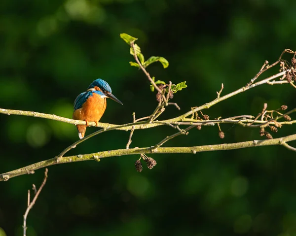 Wspólny Kingfisher Alcedo Tym Znany Również Jako Eurazjatycki Wędkarz Lub — Zdjęcie stockowe