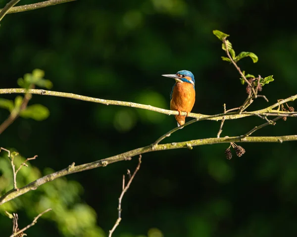 수있는 킹피셔 알케도 Alcedo Atthis 유라시아 물총새 Eurasian Kingfisher 나뭇가지에 — 스톡 사진