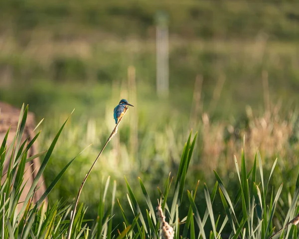 Vanlig Kungsfiskare Alcedo Vid Detta Även Känd Som Den Eurasiska — Stockfoto