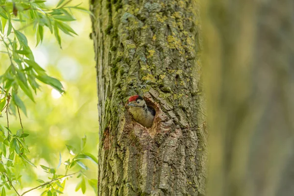 Ein Buntspecht Dendrocopos Major Der Ein Jungtier Nest Füttert — Stockfoto