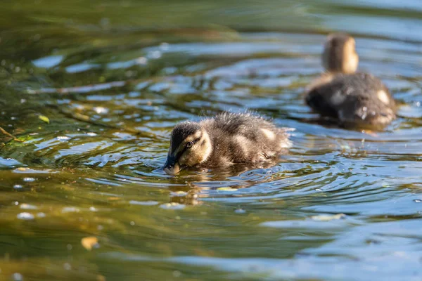 Young Mallard Dabbling Duck Duckling Anas Platyrhynchos Closeup Profile Bokeh — Stock Photo, Image