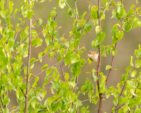 Single Passerine Willow Warbler Phylloscopus Trochilus Perch — 스톡 사진