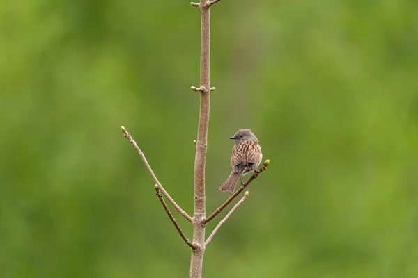 Jeden Dunnock Prunella Modularis Nebo Živý Plot Zvýraznění Živý Plot — Stock fotografie