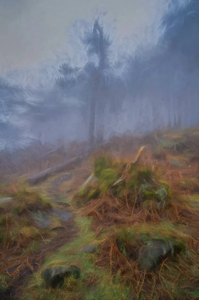 Kış Boyunca Peak District Ulusal Parkı Nda Hamamböcekleri Ormanında Sis — Stok fotoğraf