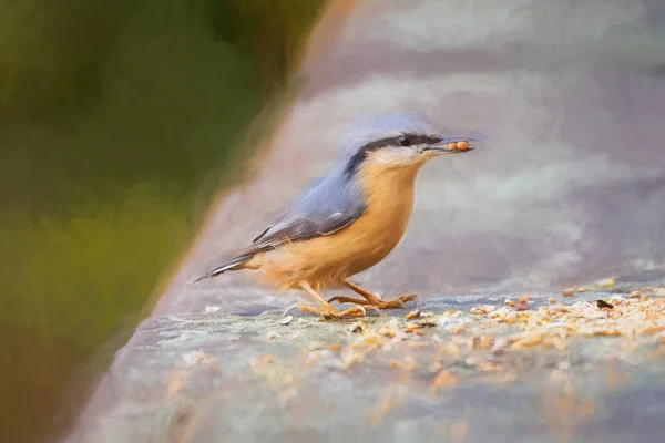 Digital Painting Eurasian Nuthatch Eating Nuts Woodland Background Winter — Stock Photo, Image