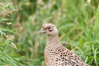 Dişi bir sülün av kuşunun portresi, Phasianus colchicus sülün familyasından Phasianidae