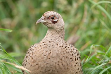 Dişi bir sülün av kuşunun portresi, Phasianus colchicus sülün familyasından Phasianidae