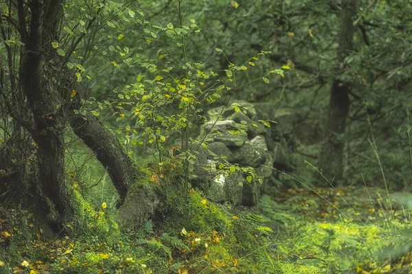 Trous Porc Bois Moodie Verte Vibrante Arbres Forestiers Britanniques Éthérés — Photo