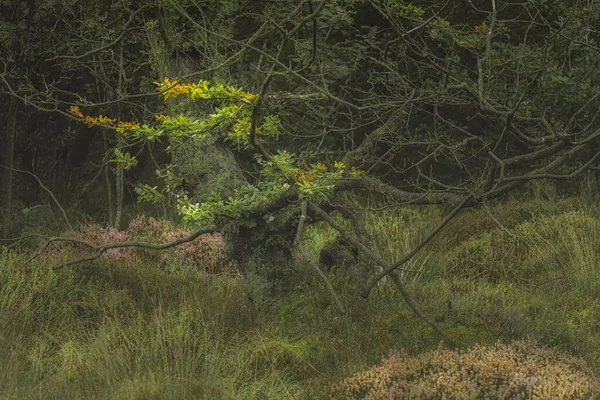 Schweinelöcher Holz Lebendig Grüne Stimmungsvolle Ätherische Britische Waldbäume Und Laub — Stockfoto