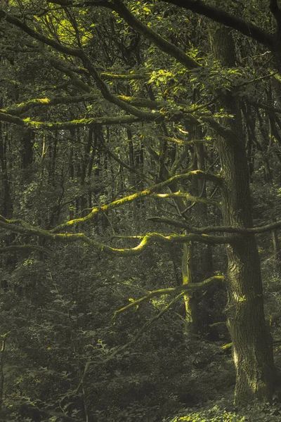 Consall Valley Moodie Verte Vibrante Arbres Forestiers Britanniques Éthérés Feuillage — Photo