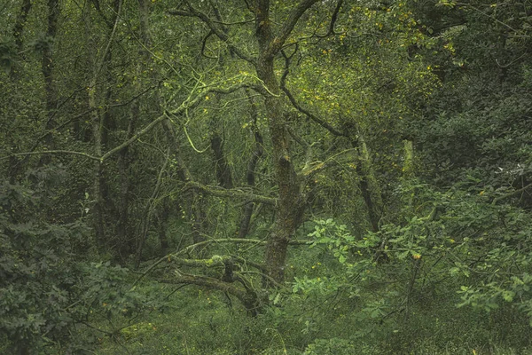 Swineholes Wood Vibrant Green Moody Ethereal Forest Woodland Trees Foliage — Stock Photo, Image
