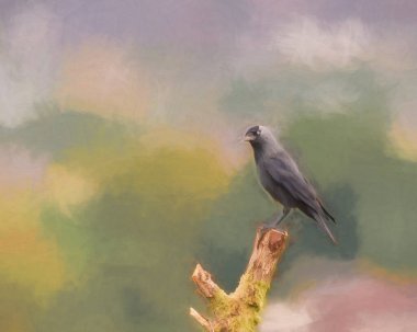 Yoldan geçen tek bir batı karga yavrusunun dijital resmi, Coloeus monedula, Avrasya kargası olarak da bilinir, karga ailesinin Avrupalı karga yavrusu, İngiltere 'de bir levrek üzerinde.