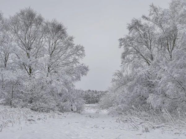 Typowa Sezonowa Scena Śniegu Wetley Moor Staffordshire Wielka Brytania — Zdjęcie stockowe