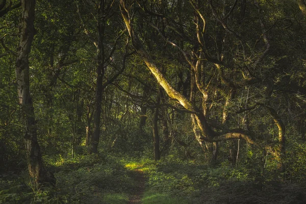 Creswells Piece Vibrant Green Moody Ethereal Forest Woodland Trees Foliage — Stock Photo, Image