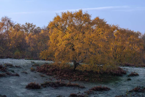 Gyllene Höst Träd Och Löv Färger Barlaston Downs Staffordshire Storbritannien — Stockfoto