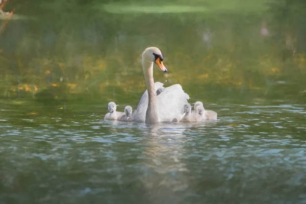 Digitaal Schilderij Van Een Mute Swan Cygnus Olor Met Een — Stockfoto