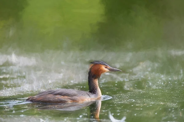 Digital Painting Great Crested Grebe Podiceps Cristatus Swimming Freshwater Pond — Stock Photo, Image