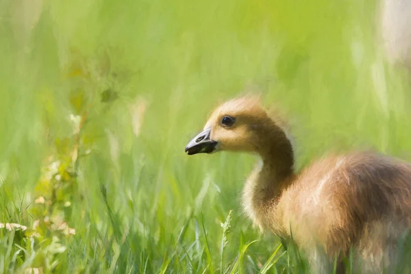 Digitaal Schilderij Van Een Pasgeboren Baby Canada Goose Gosling Branta — Stockfoto