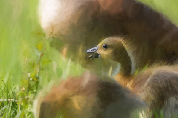 Digitaal Schilderij Van Een Pasgeboren Baby Canada Goose Gosling Branta — Stockfoto