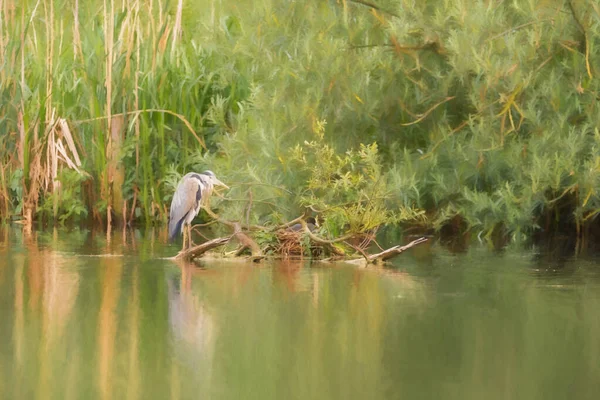 Digital Painting Long Legged Predatory Grey Heron Ardea Cinerea Heron — Stock Photo, Image