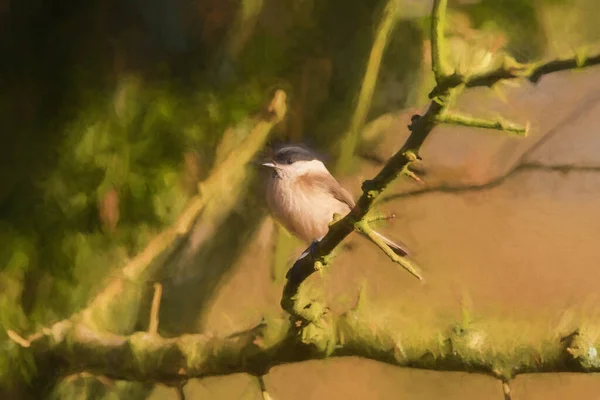 Digital Painting Willow Tit Poecile Montanus Natural Woodland Background Winter — Stock fotografie