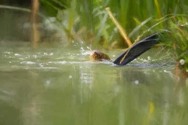 Digitales Gemälde Eines Süßwasserkarpfen Der Einer Angelschnur Auf Einem See — Stockfoto