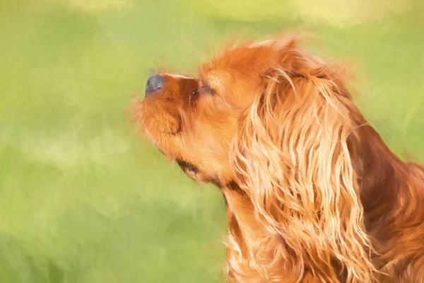 Digital Painting Single Isolated Ruby Cavalier King Charles Spaniel Outdoor — Stock Photo, Image