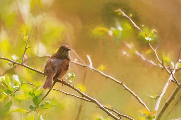 Digital Painting Single Dunnock Prunella Modularis Hedge Accentor Hedge Sparrow — Stock Photo, Image