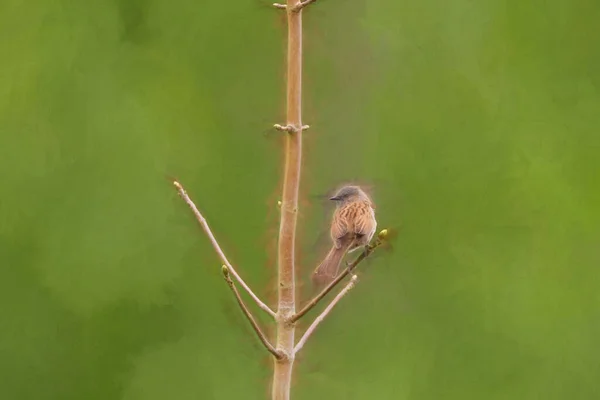 英国の木の単一のDunnock Prunellaモジュール またはヘッジアクセント ヘッジスプロール またはヘッジウォブラーのデジタル絵画 — ストック写真