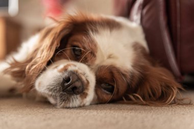 İzole edilmiş tek bir Blenheim Cavalier Kralı Charles Spaniel 'in yakın çekim profili..