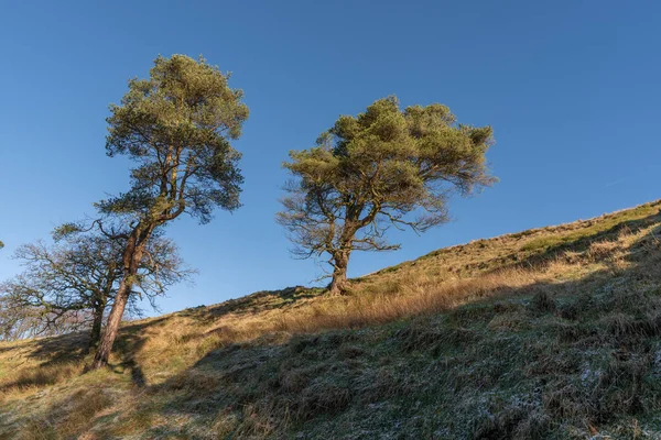 Zwei Bäume Goyt Tal Peak District Nationalpark — Stockfoto