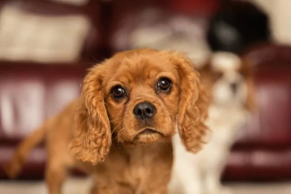 Yakuttan izole edilmiş tek bir Cavalier King Charles Spaniel köpeğinin yakın plan profil çekimi..