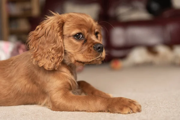 孤立したルビー キャバリエ王チャールズ スパニエルの子犬のクローズアッププロフィール — ストック写真