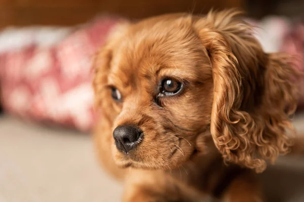 Yakuttan izole edilmiş tek bir Cavalier King Charles Spaniel köpeğinin yakın plan profil çekimi..